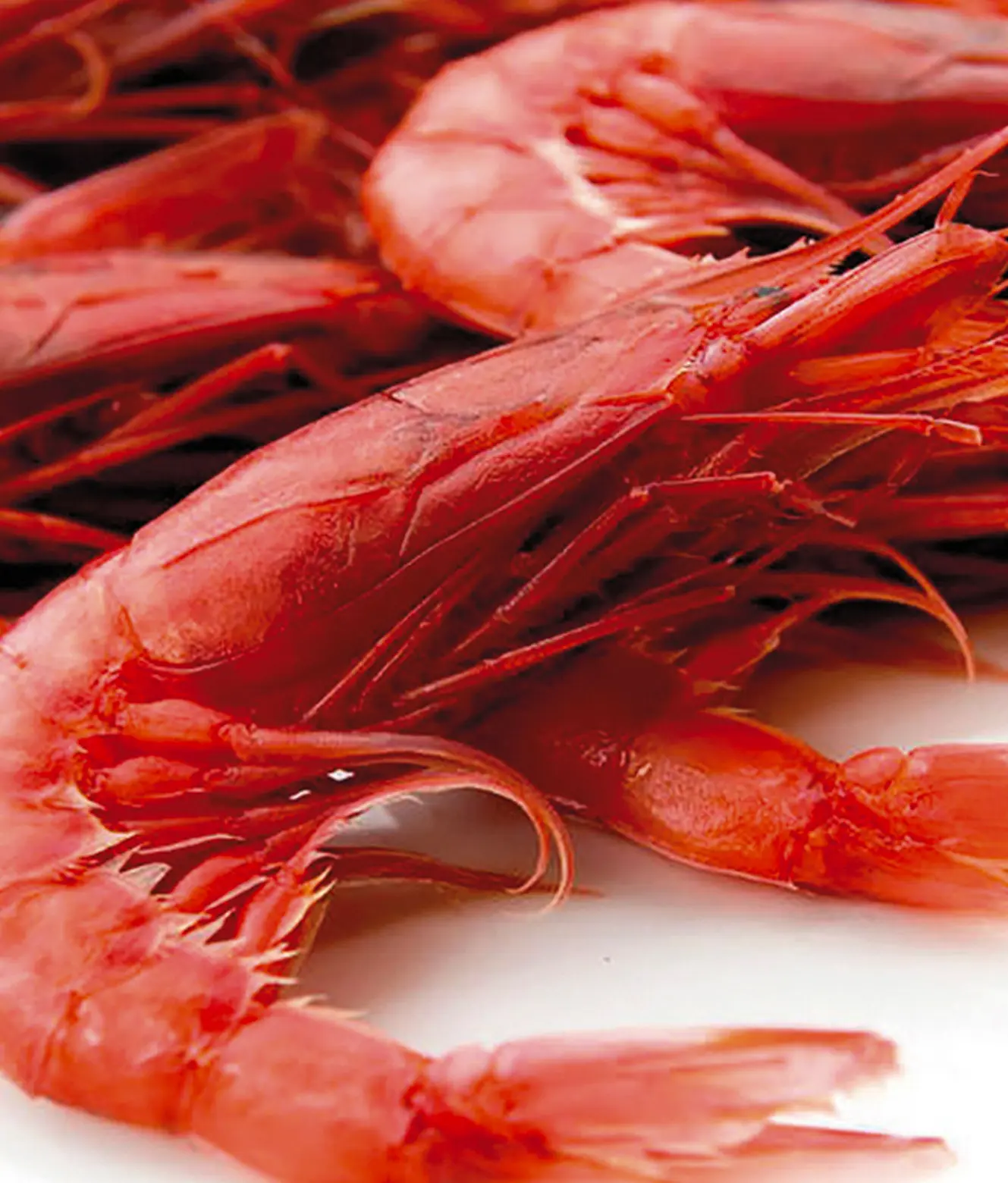 Gambero rosso di Mazara del Vallo