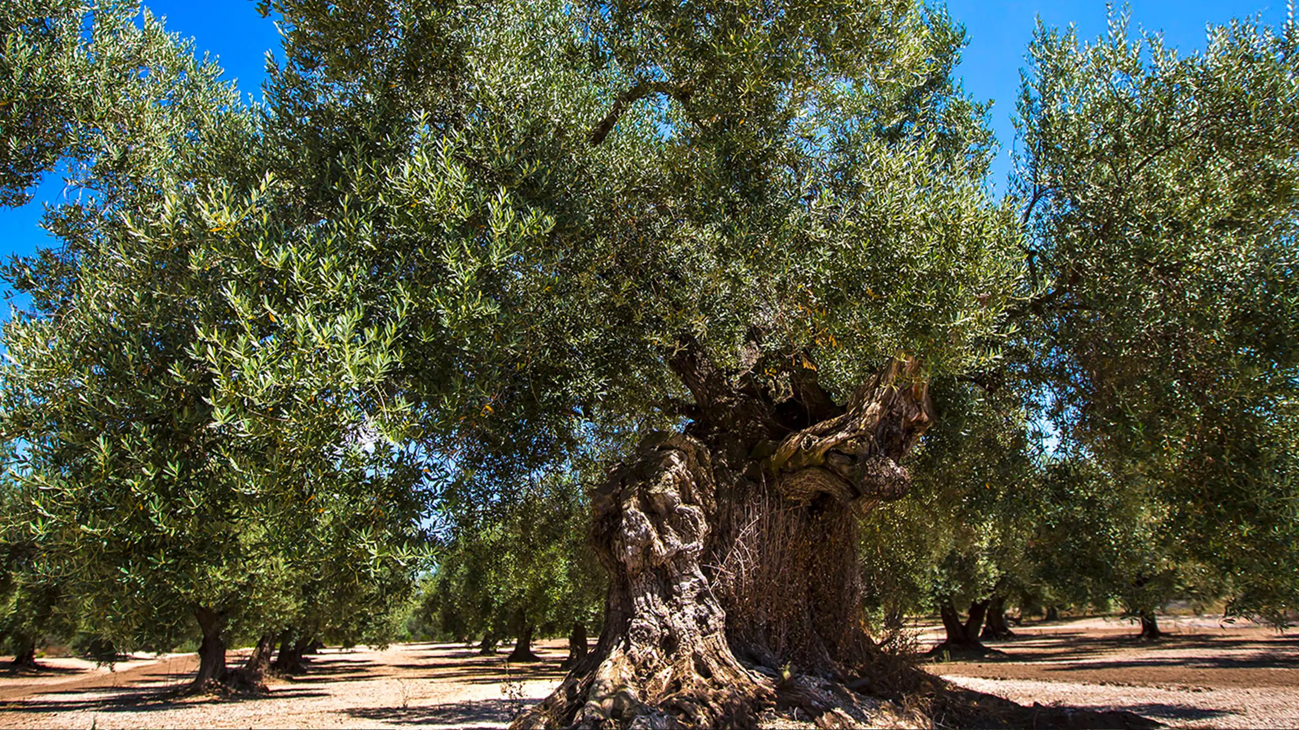 Olio extravergine di oliva