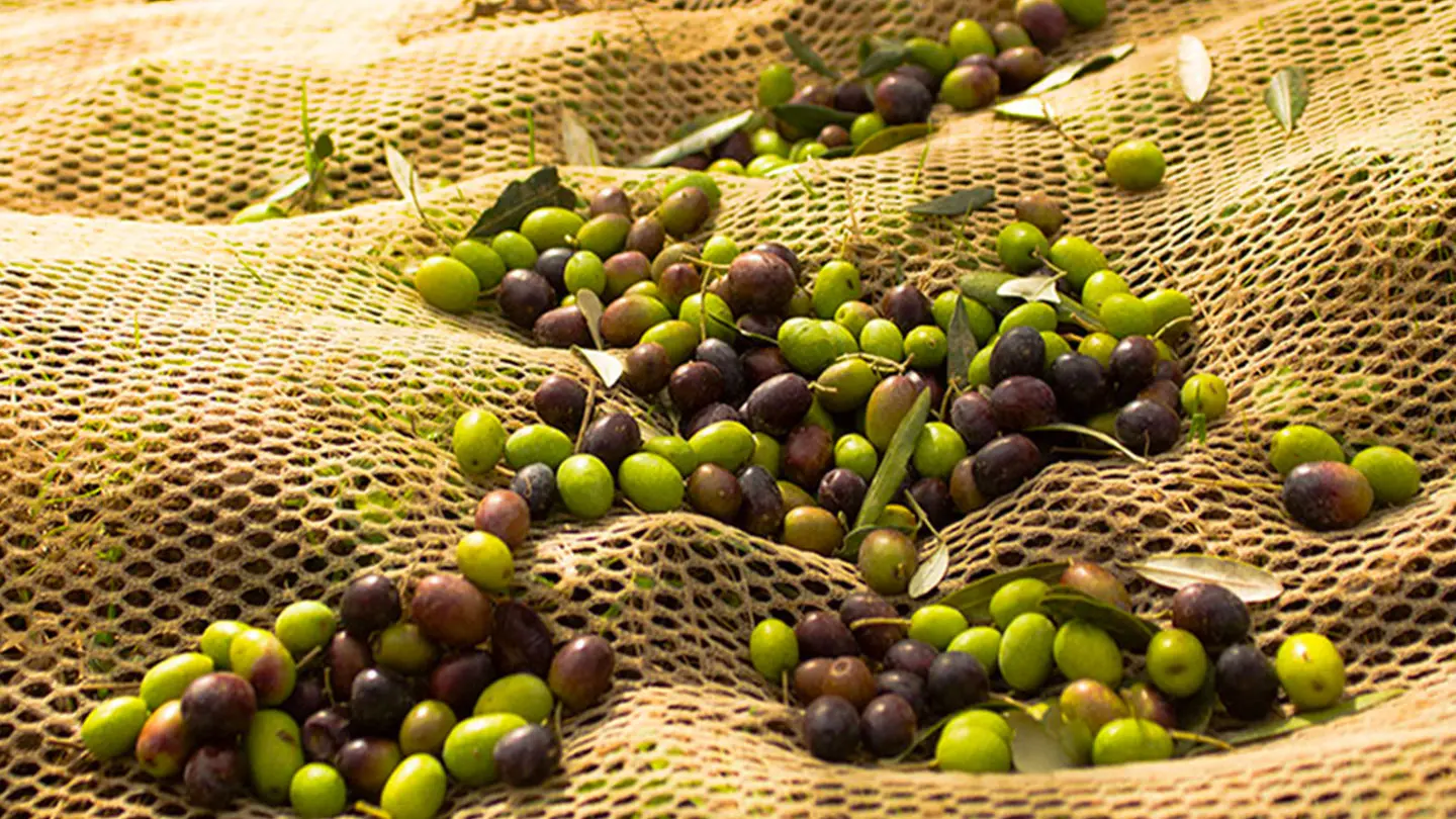 Olive