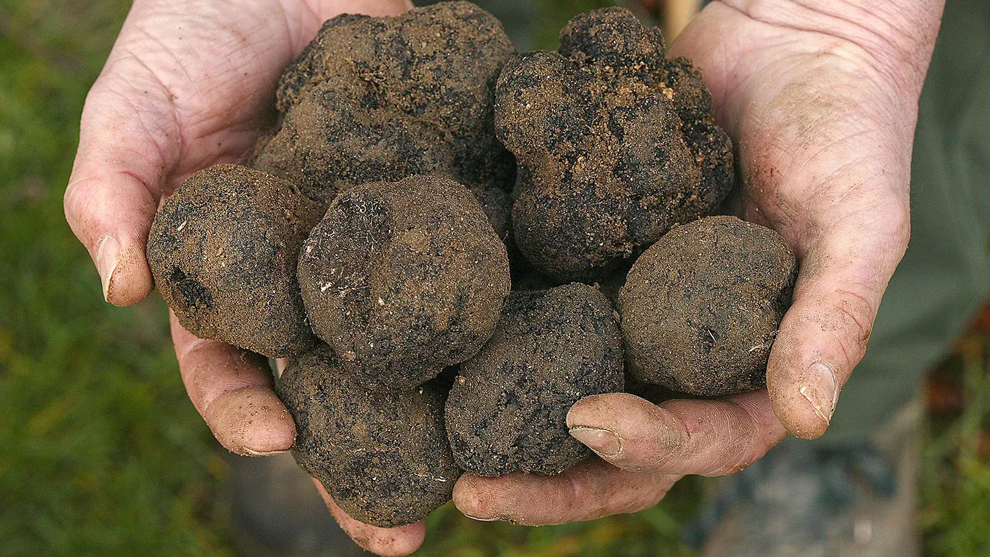 Tartufo