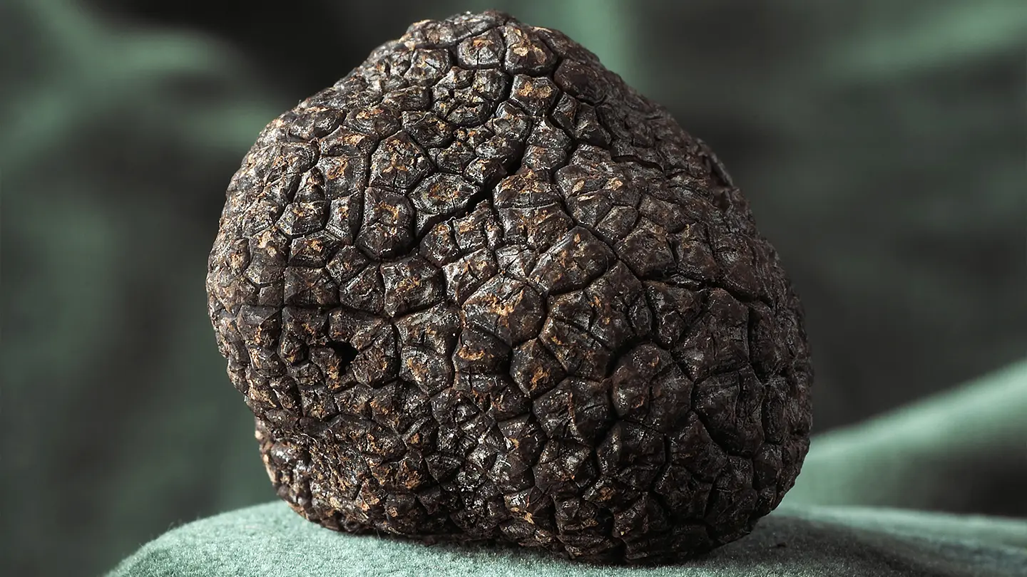 Tartufo